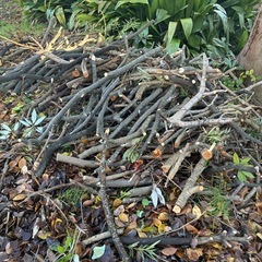 小枝、幹の画像