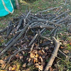 小枝、幹の画像