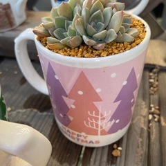 クリスマス多肉！！の画像