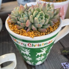 クリスマス多肉！！の画像