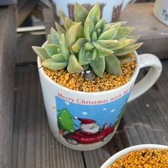 クリスマス多肉！！の画像