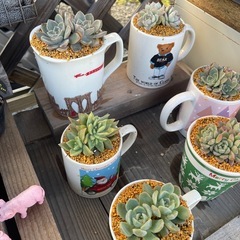 クリスマス多肉！！の画像