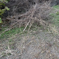 枯れ木・枯れ草あげますの画像