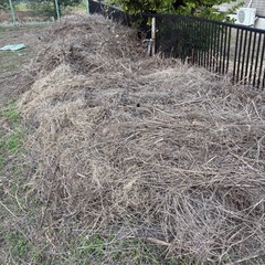 枯れ木・枯れ草あげますの画像