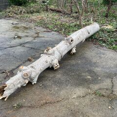 イイギリなど、いろいろな木の廃材いかがでしょうか　薪や燃料などにの画像