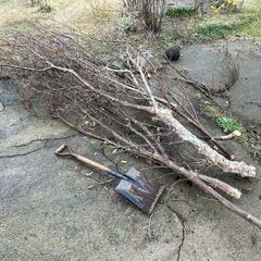 イイギリなど、いろいろな木の廃材いかがでしょうか　薪や燃料などにの画像