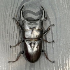 [国産オオクワガタNO:192]YG871系統  80ミリペアー(来年即ブリ)の画像