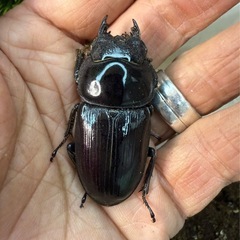 [国産オオクワガタNO:192]YG871系統  80ミリペアー(来年即ブリ)の画像