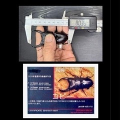 [国産オオクワガタNO:192]YG871系統  80ミリペアー(来年即ブリ)の画像