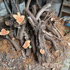 イイギリなど、いろいろな木の廃材いかがでしょうか　薪や燃料などにの画像