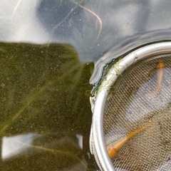 メダカ　今年生まれたごくごく普通のメダカ10匹の画像