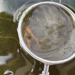 メダカ　今年生まれたごくごく普通のメダカ10匹の画像