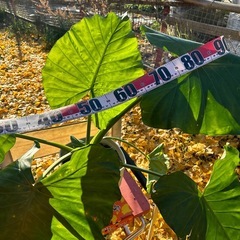 🎍観葉植物と祖父江銀杏🎍セットの画像