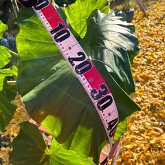 🎍観葉植物と祖父江銀杏🎍セットの画像