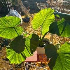 🎍観葉植物と祖父江銀杏🎍セットの画像