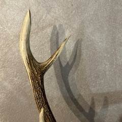 【中古】鹿の剥製 壁掛けの画像