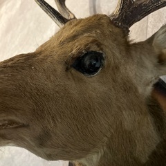 【中古】鹿の剥製 壁掛けの画像