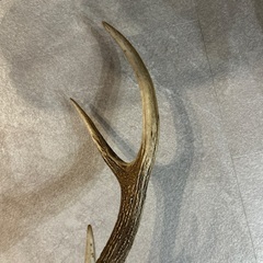 【中古】鹿の剥製 壁掛けの画像