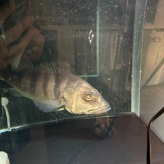 キクラ　熱帯魚の画像