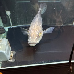 キクラ　熱帯魚の画像