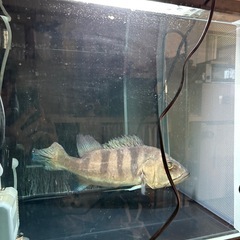 キクラ　熱帯魚の画像