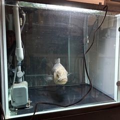 キクラ　熱帯魚の画像