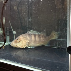 キクラ　熱帯魚の画像