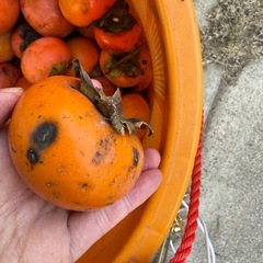 柿　キズありの画像