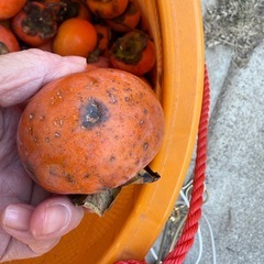 柿　キズありの画像