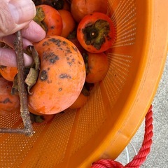 柿　キズありの画像