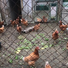 代理出品ですボリスブラウンのメスお譲りします