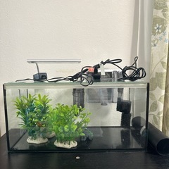 水槽、水槽台、水草、置物、ヒーター、エアーポンプ、フィルターの画像
