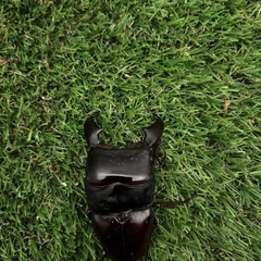 スマトラオオヒラクワガタ　成虫♂単の画像