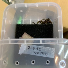 ストラウヒツエイモリ1匹15,000円で