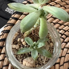 多肉植物　月美人　の画像