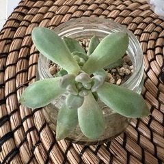 多肉植物　月美人　の画像