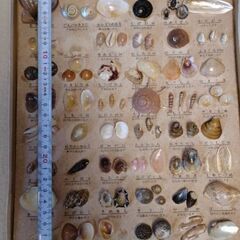 教育貝類標本の画像