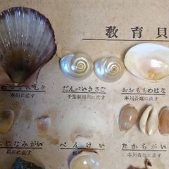 教育貝類標本の画像