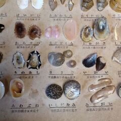 教育貝類標本の画像