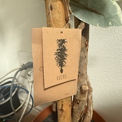 人工観葉植物の画像