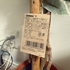 人工観葉植物の画像