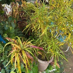 観葉植物クロトン等の画像