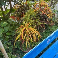 観葉植物クロトン等の画像