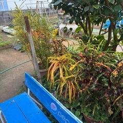 観葉植物クロトン等の画像