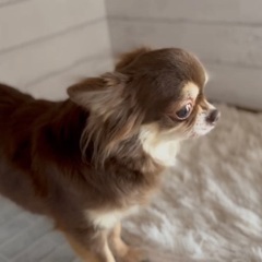 チワワ５歳♀
