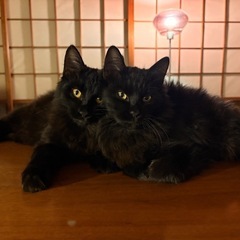 黒猫　キジトラ　６ヶ月　甘えん坊