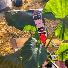 🪴クワズイモと銀杏【祖父江産】の画像