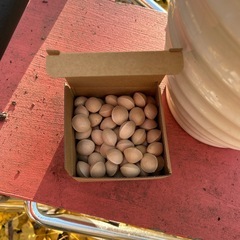 🪴クワズイモと銀杏【祖父江産】の画像