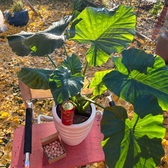 🪴クワズイモと銀杏【祖父江産】の画像