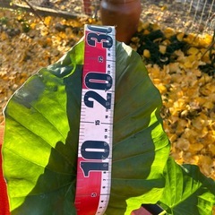 🪴クワズイモと銀杏【祖父江産】の画像